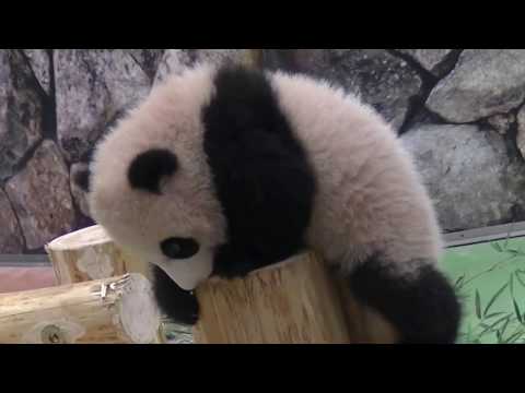 アドベンチャーワールド　ﾏﾏどいて(2017/01/28)