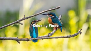 Relaxing Piano Music with birdss sound for sleep, stress relief, anxiety and meditation.
