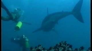 Diving/swimming with Great White Sharks Filmed for the First time (Carcharias the Great White 2000)