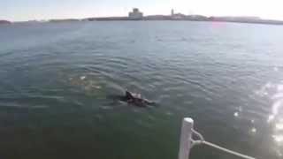 GhostSwimmer: US navy develops underwater 'tuna fish' robot