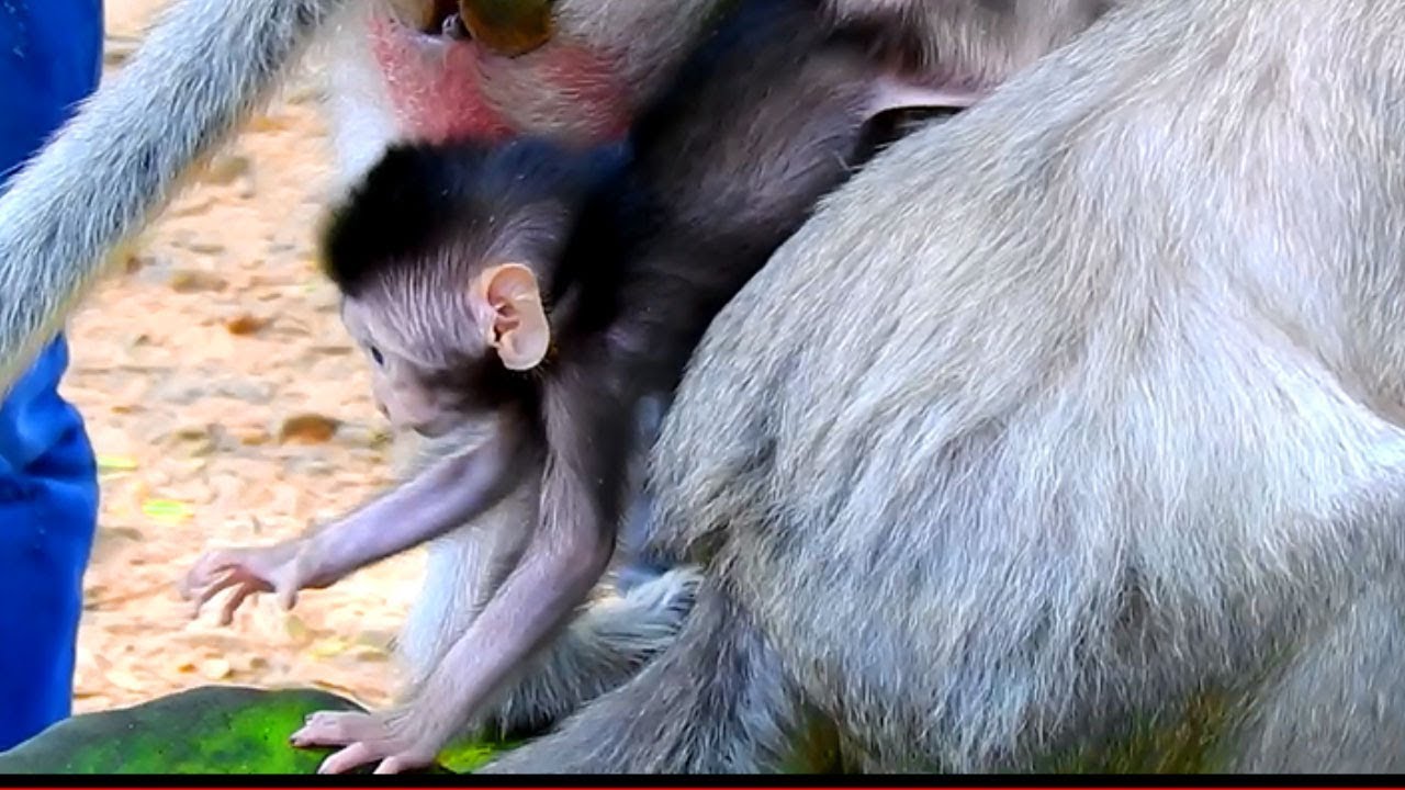 Baby Timo Uses Mommy Back For Sliding Down|  Recently Timo Can Walk Himself Strongly, Cangrats