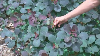 Break Up Your Shrubs And Save Money