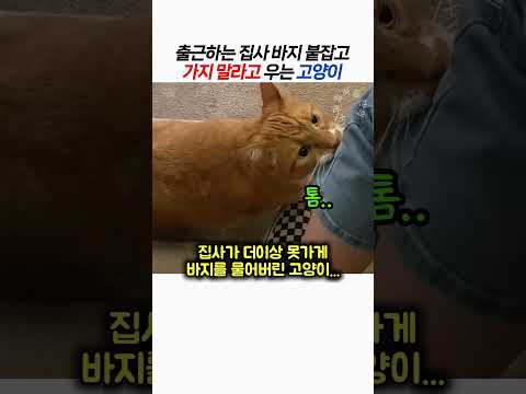 출근하는 집사 바지 붙잡고 가지 말라고 우는 고양이 thumbnail