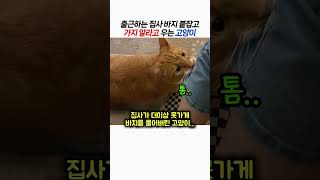 출근하는 집사 바지 붙잡고 가지 말라고 우는 고양이