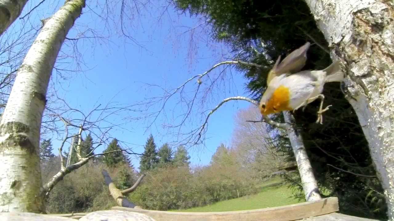 Vol Doiseaux Au Ralenti