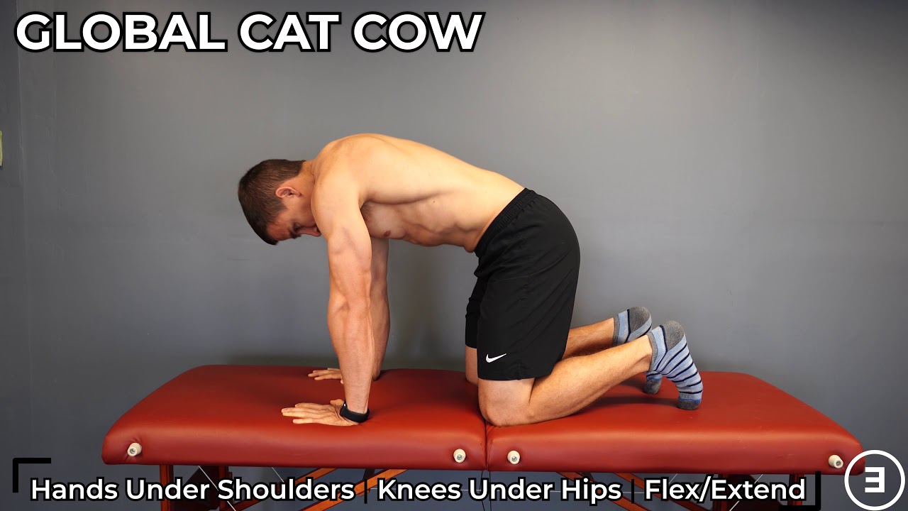 Global Cat Cow Spine Range of Motion Flexion & Extension YouTube