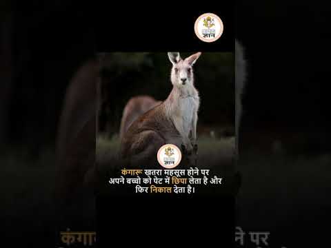 रोचक तथ्य #shorts #youtubeshorts #shortsvideo #shortvideo