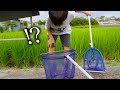 用水路をガサガサしたら外来生物が...