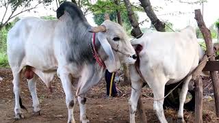omg cow mating with femail cow cow ! baby pump system animal videos