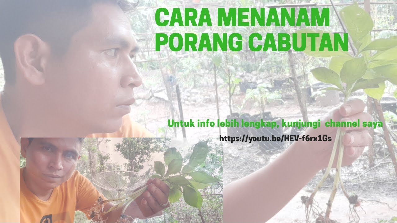 Cara Menanam Porang Cabutan 