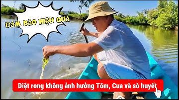CÁCH MỚI DIỆT RONG "AN TOÀN - HIỆU QUẢ" KHÔNG ẢNH HƯỞNG TÔM -CUA HAY SÒ HUYẾT, KHÔNG GÂY THỐI ĐÁY AO