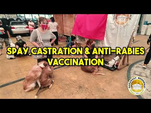 Video: Pag-castration Ng Mga Pusa: Opinyon Para At Laban