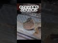 ヤモリの脱皮が一生懸命で可愛い #レオパ #爬虫類 #reptiles #ふじぴこ #shorts