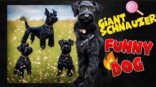 Giant Schnauzer - Life With Funny Giant Schnauzer dog 2023 by SCHNAUZERS FRIENDS CLUB 141 views 1 year ago 3 minutes, 50 seconds