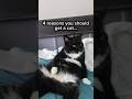 Need four reasons to get a cat? 🐱