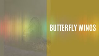 Butterfly Wings