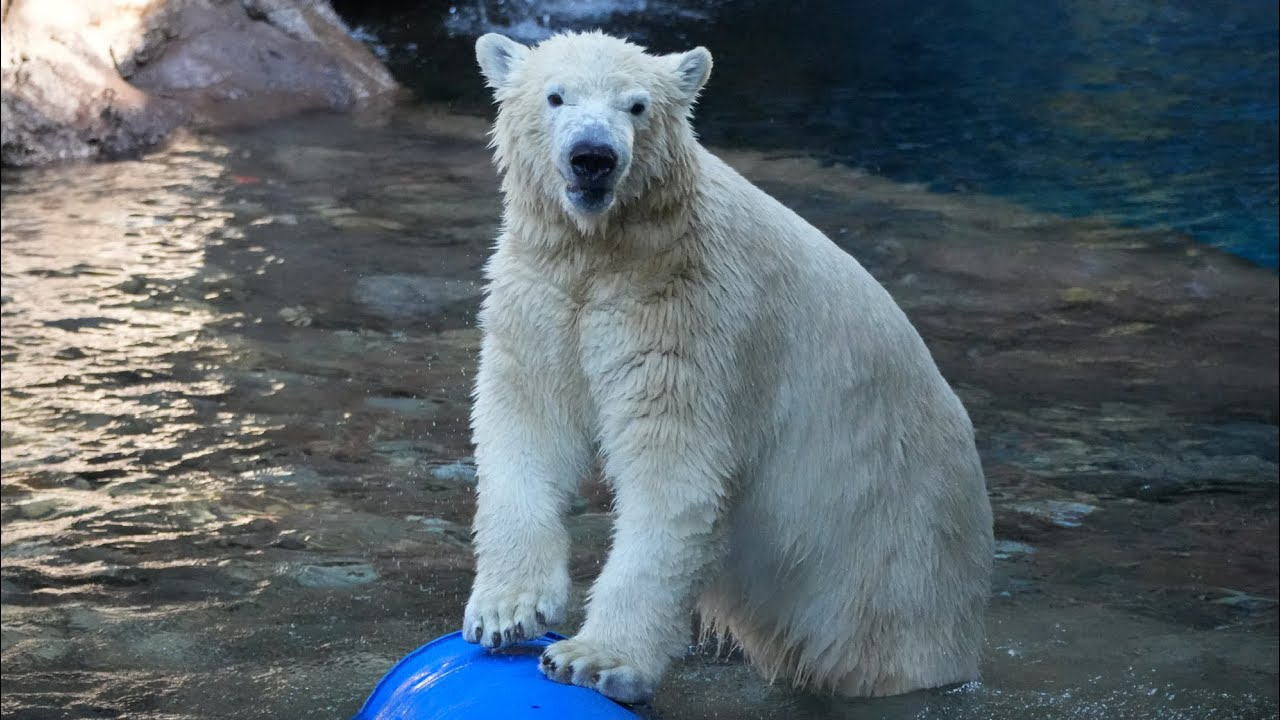 2025 12 8 横浜ズーラシア ゴーゴ イッちゃん ライ