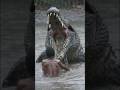 Locals Terrified as Monster Crocodile Attacks Fishermen in Papua New Guinea