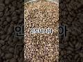 Indonesia 🇮🇩 Kerinci G1(호재커피)#커피#원두#coffee#brewing#咖啡豆#烘培