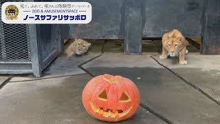 【ハロウィン】ライオンに肉入りカボチャあげたら興奮しすぎて放送事故…[Halloween] It was a broadcast accident with a pumpkin with meat