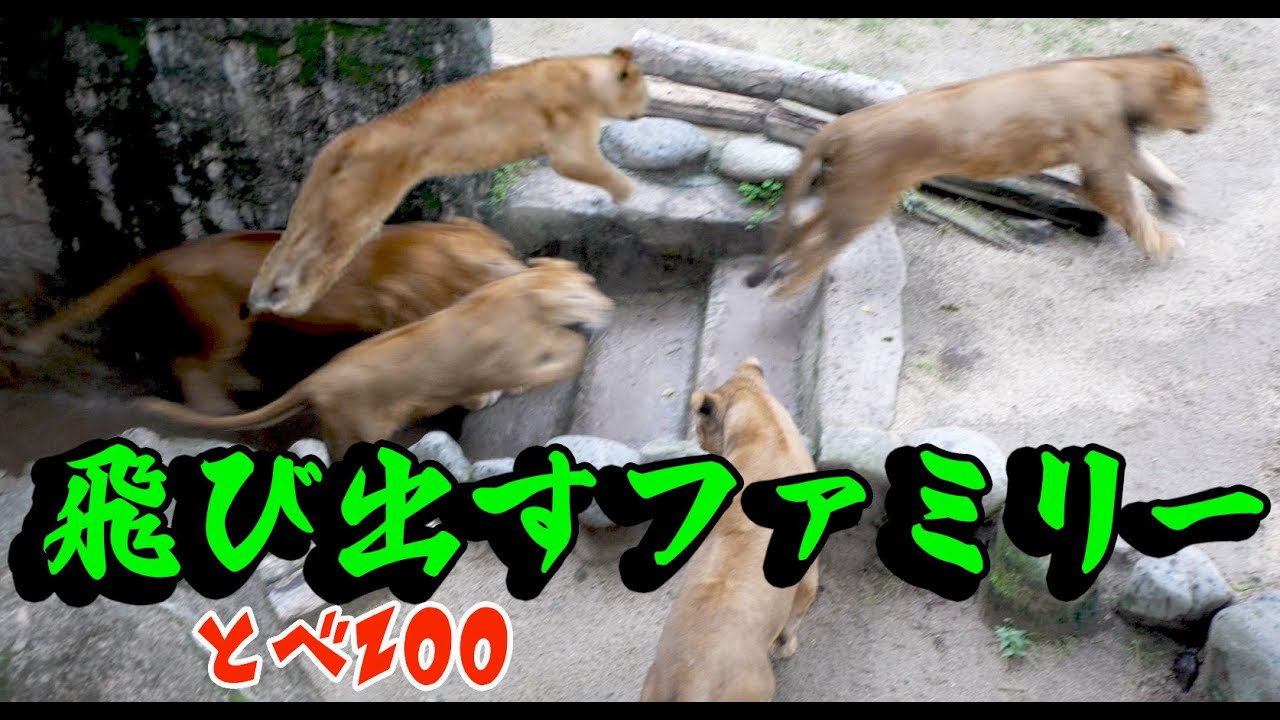 【とべ最終章】飛び出すファミリー🦁Hello Lion's Family