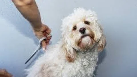 Quanto cresce il pelo di un cane?