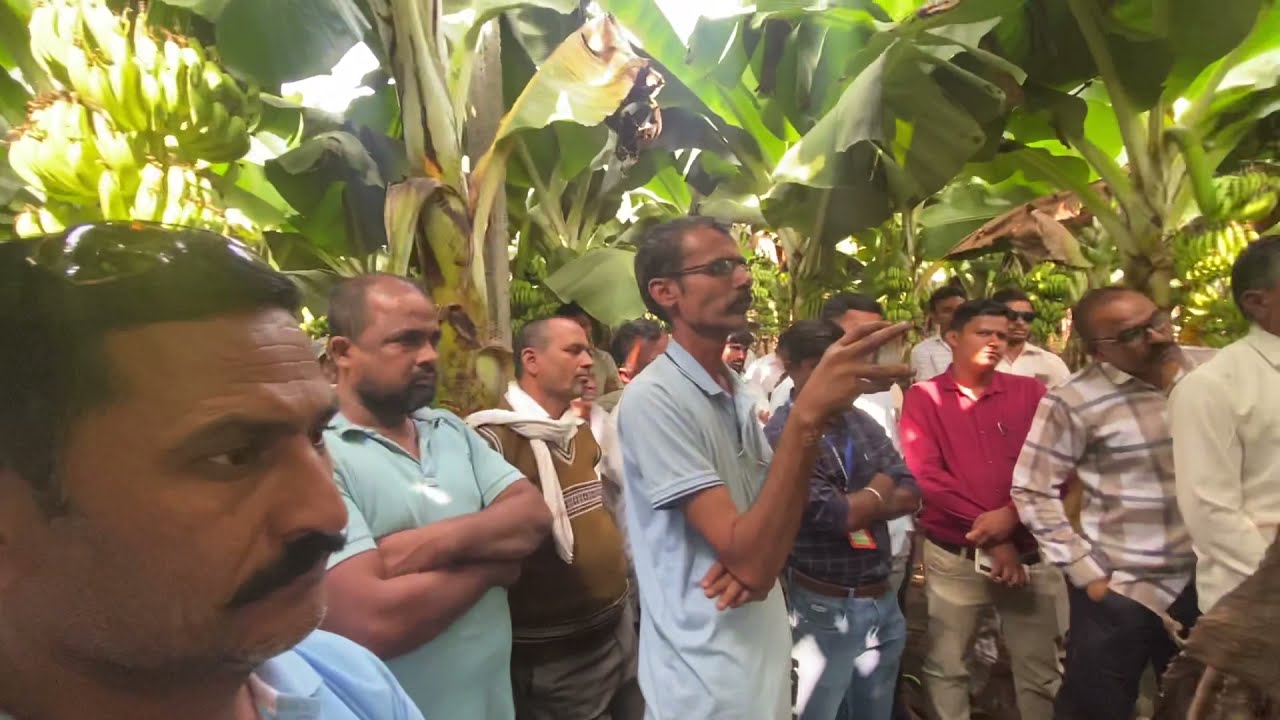 #Banana_Export/केळी निर्यात व्यवस्थापन/केला व्यवस्थापन मार्गदर्शन(शिरपूर, जि.धुळे)