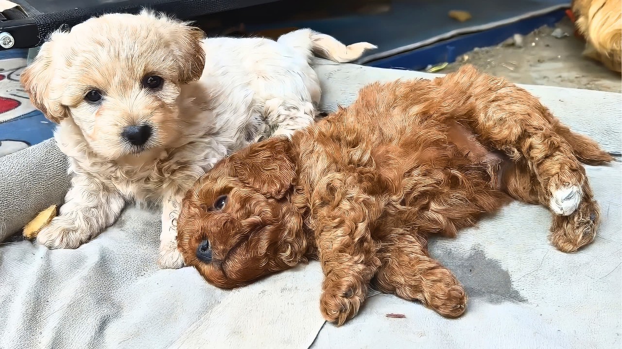 Rescued a drowning, pregnant stray dog, 24 days later, she gave birth ...