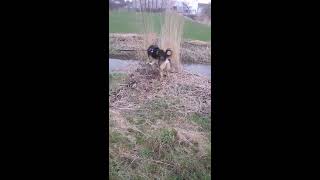 Barking Romania, Dunja