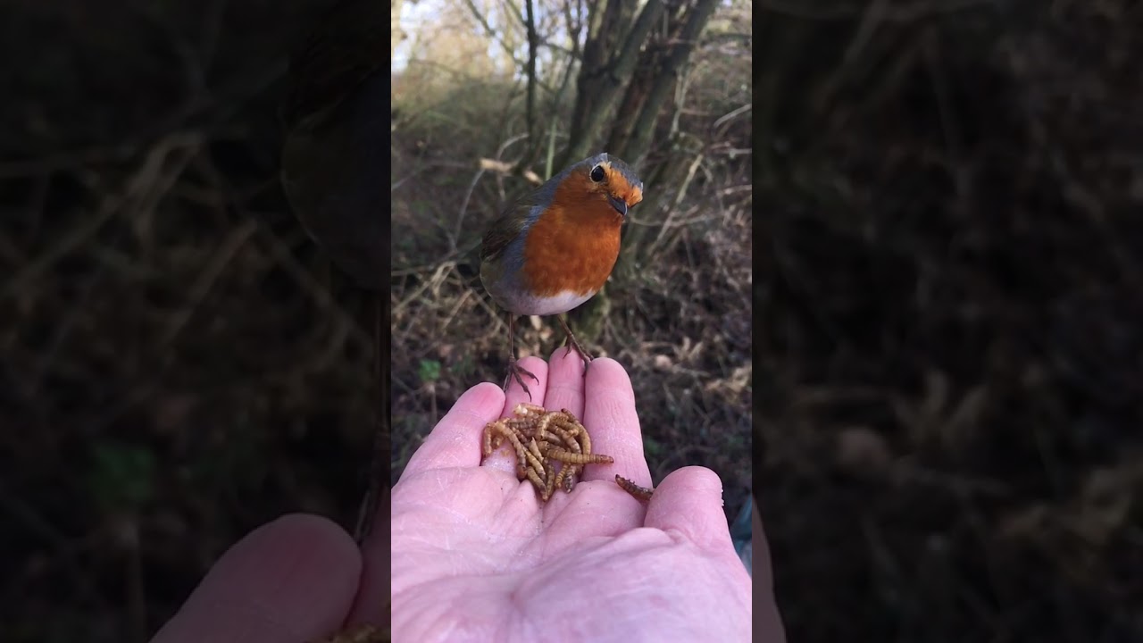 Cámara lenta capta a un petirrojo alimentándose de la mano de un humano - YouTube