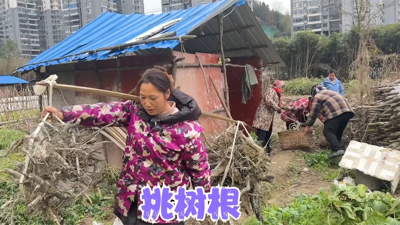 阿恋跟着婆婆们一起去挑树根，又拿来米粉打平伙，团结有爱一家亲
