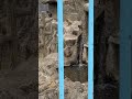 パンチ君はまるで飼育員の子どもみたいで、一瞬も目が離せない，punch就像飼育員的孩子，時常要觀察他的舉動 #punch #市川市動植物園