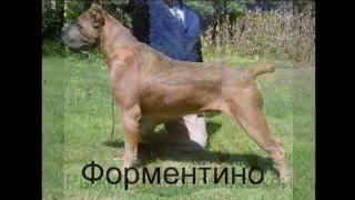 окрасы кане корсо. colors Cane Corso окрасы кане корсо. colors Cane Corso