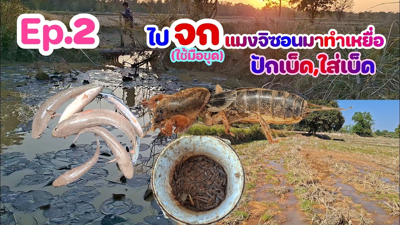 เหยื่อดีเหยื่อเด็ด!! Ep.2(จบ)ไปจกหาแมงจิซอนมาใส่เบ็ด