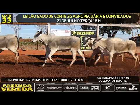 Lote 33 - 10 NOVILHAS PRENHES DE NELORE - 408 Kg - 13,6 @