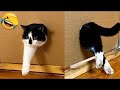 Funny cats compilation - Funny dog videos - Try not to laugh dogs and cats