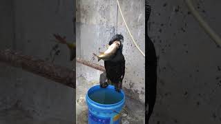 Feeding Cormorants Large Carp #Fishing