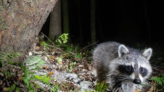Highs & Lows of Camera Trapping