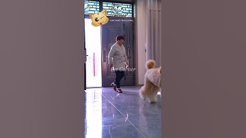 Đứa trẻ lông xù hiểu chuyện khiến ai cũng yêu mến - Pet Corner