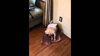 When your pug looks very guilty