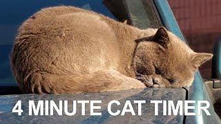 4 Minute Timer - Four Minute Cat Timer