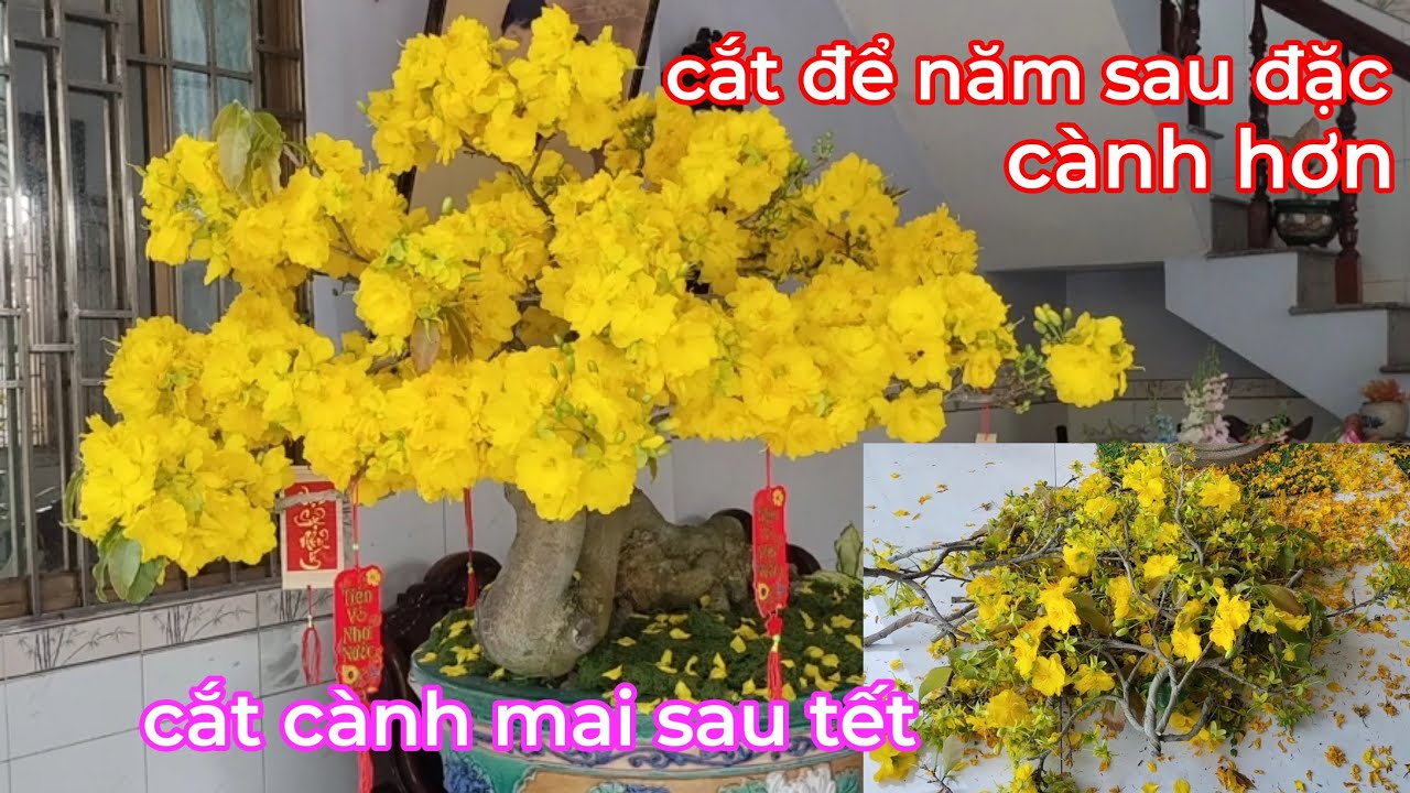 Как обрезать цветущие ветви абрикоса после Тет (Лунного Нового года), чтобы стимулировать быстрый...