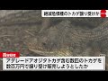 絶滅危惧のトカゲ譲り受け販売しようとした疑い　韓国籍の男逮捕
