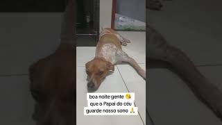 #cachorro #petsfofinhos #pets
