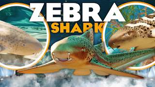 🦈 Zebra Shark Reveal! | Planet Zoo 2