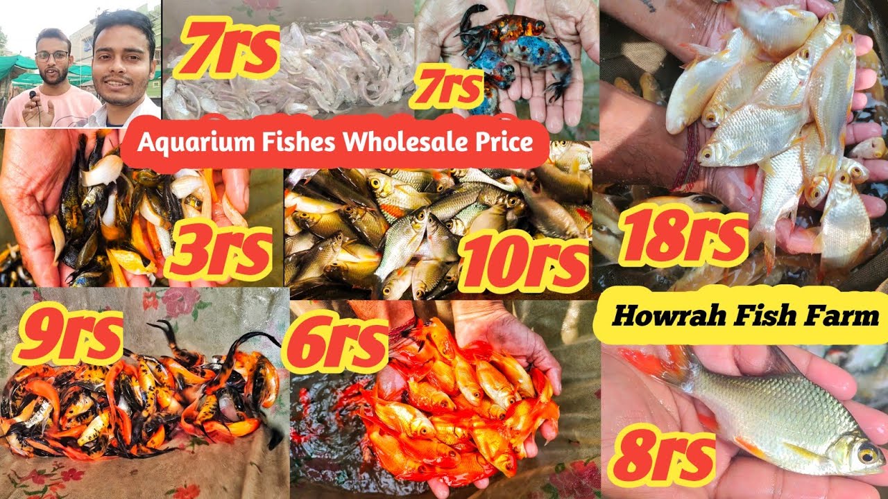 Cheapest Aquarium Fishes Price in Howrah Fish Farm Fish video YouTube