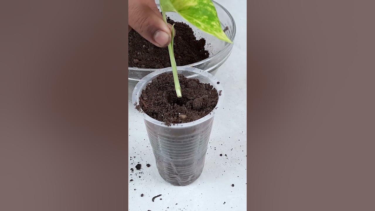 Propagate money plant cuttings How to Grow Money Plant in soilshorts