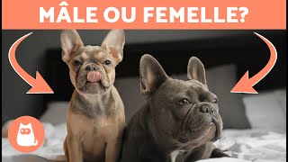 Différences entre le BOULEDOGUE FRANÇAIS mâle et femelle 🐕🐾 Lequel choisir ?