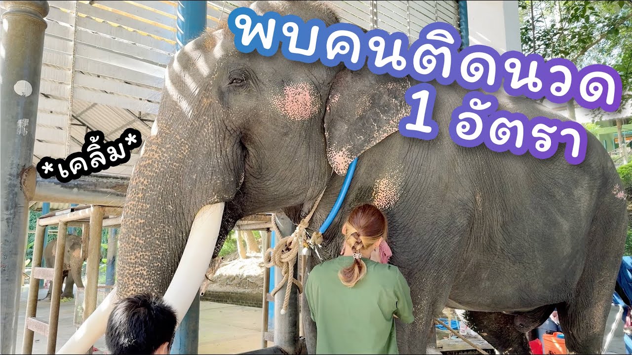 ตามติดชีวิตช้าง Daily Live 12 พ.ย. 2567 แอดปปกลับมาแว้ว แสนรู้และยุ้ยก็กลับมาแว้ววววว