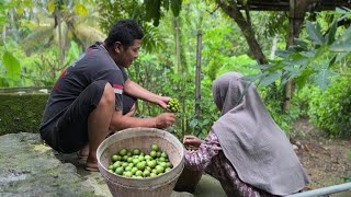 Download Lagu Panen buah matoa, lanjut ke rumah emak , suasana hujan, hidup di desa  MP3